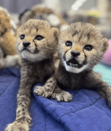 International Cheetah Day 2024: Meet Two Tiny New Ambassadors